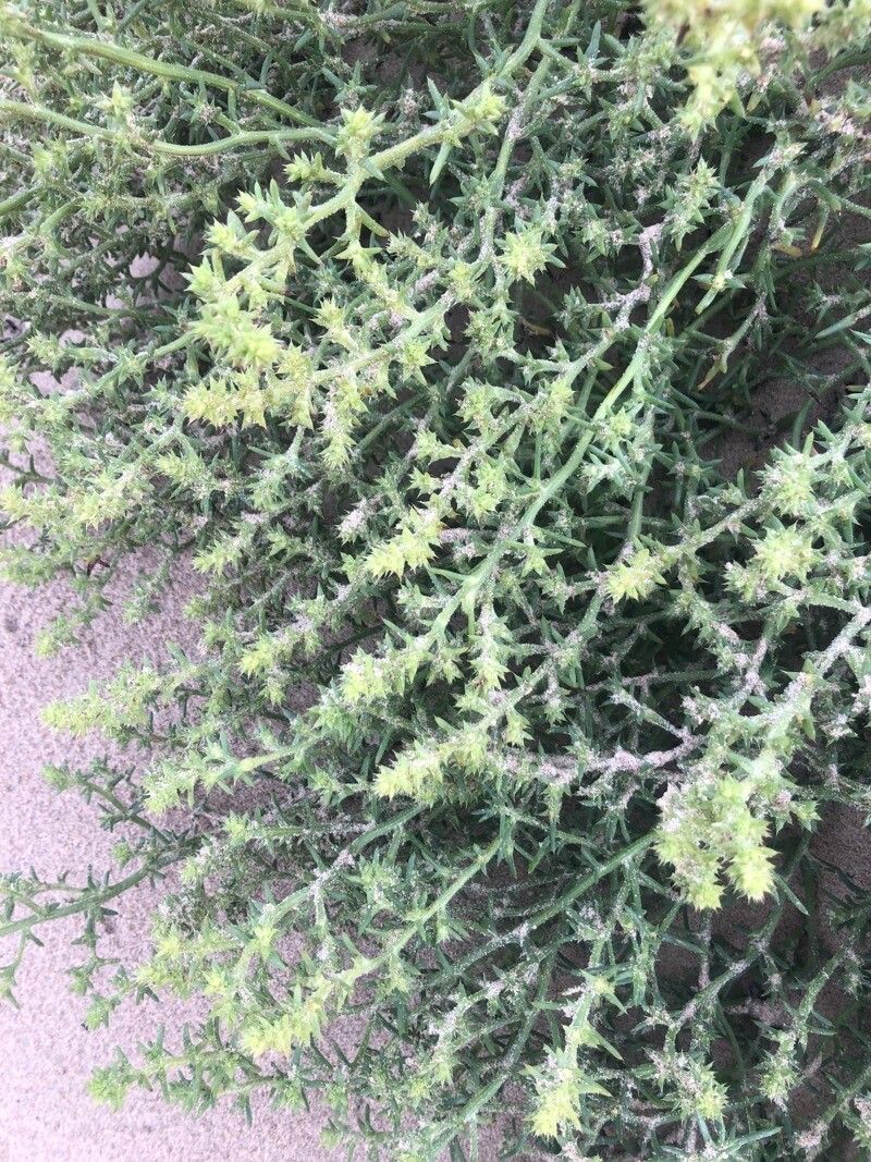 Salsola kali — salt tolerant houseplant