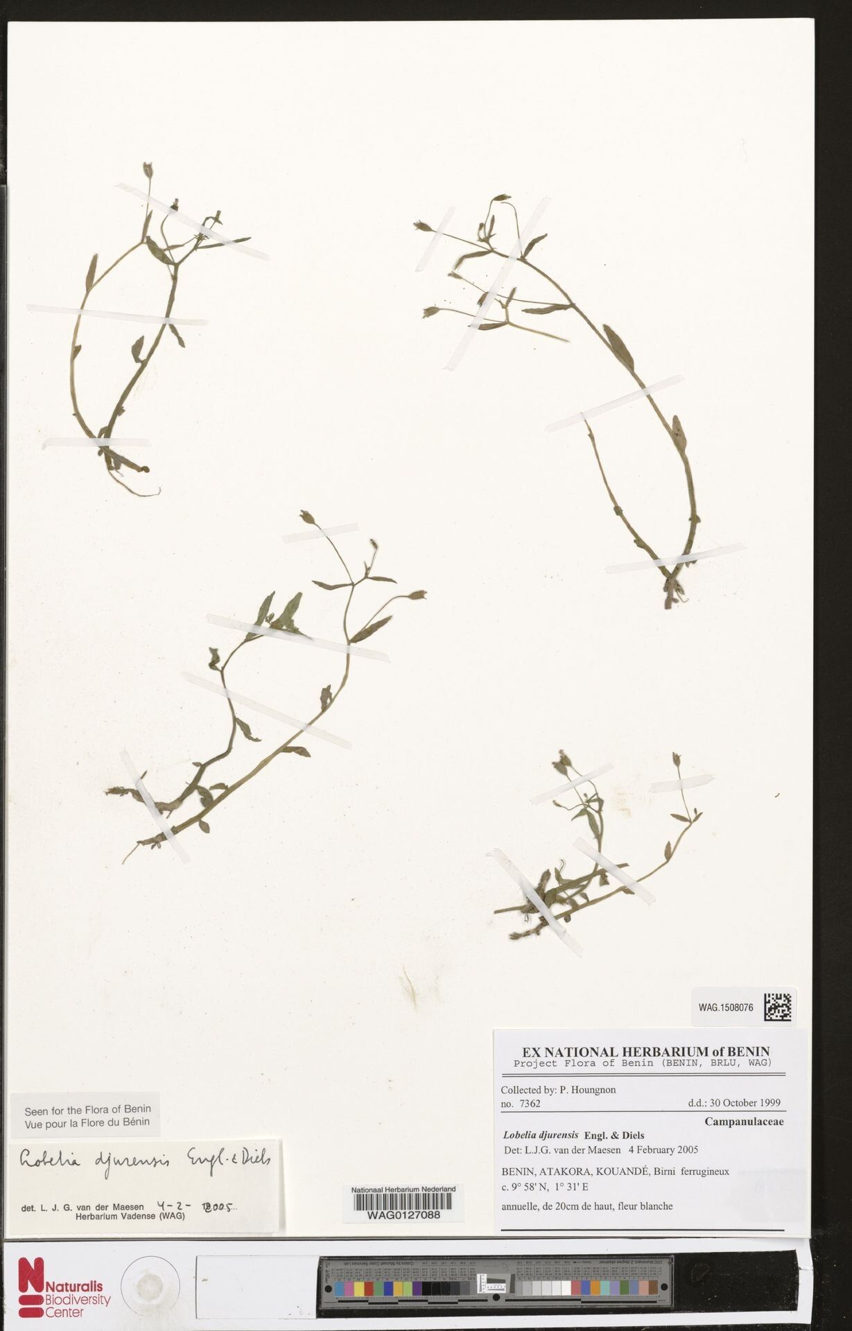 Lobelia djurensis — houseplant care guide