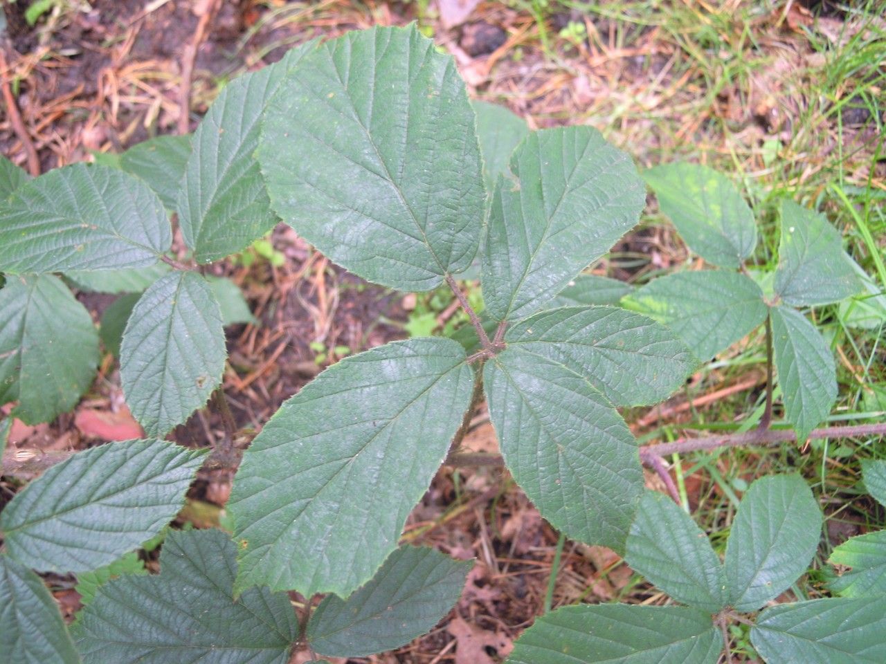 Rubus dasyphyllus leaf