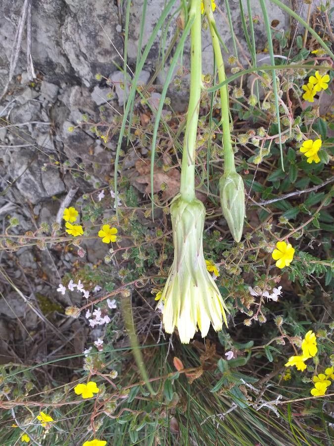 Scorzonera hispanica flower