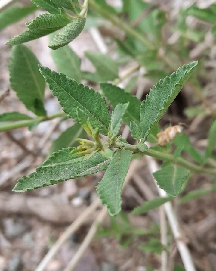 Lippia turbinata — search result for 'Lippia'