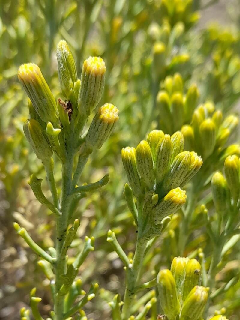 Senecio patagonicus flower