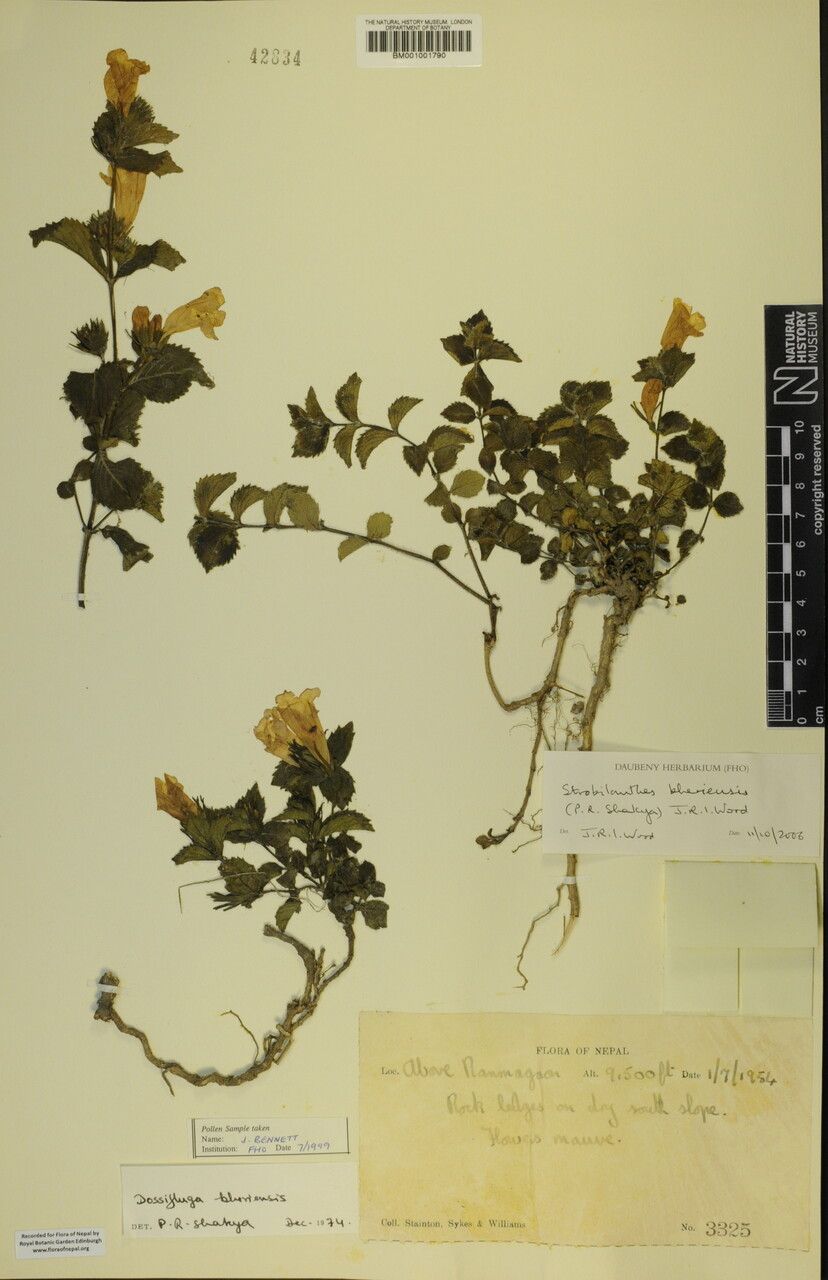 Strobilanthes bheriensis other