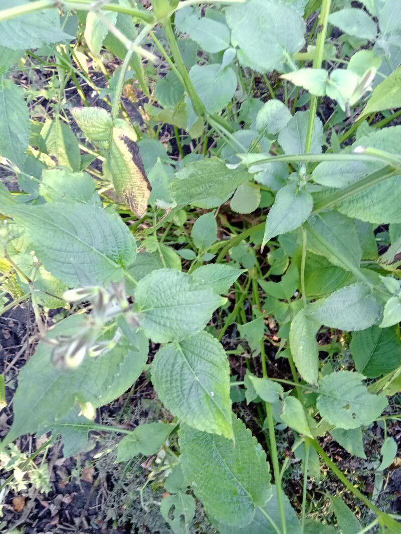 Strobilanthes atropurpurea leaf