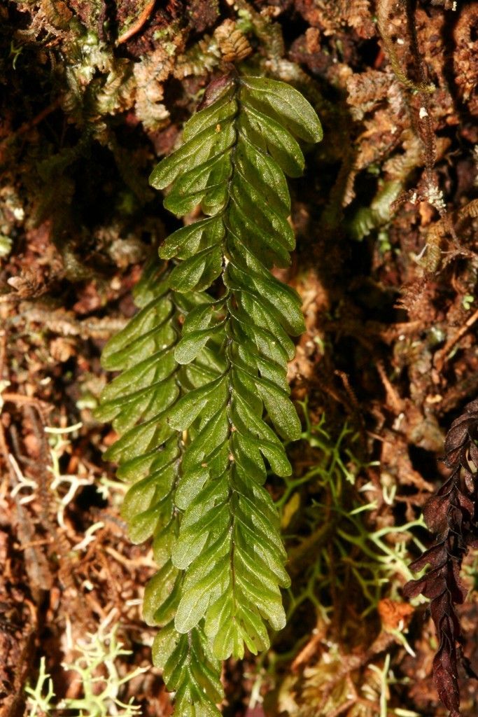 Hymenophyllum mnioides — houseplant care guide