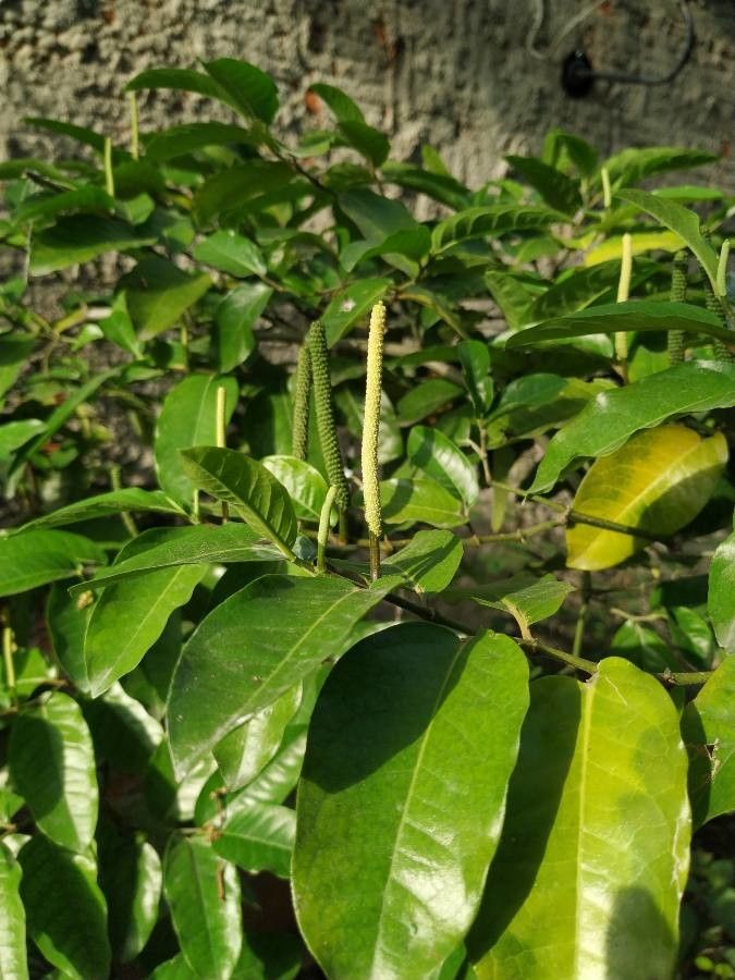 Piper longepetiolatum leaf