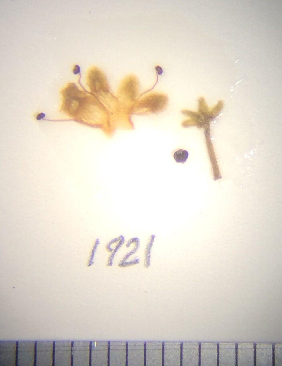 Premna barbata — related species from the same genus