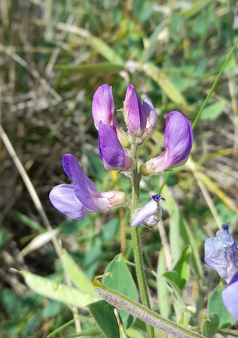 Lathyrus pubescens flower