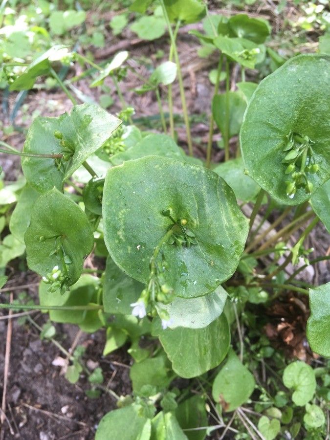 Claytonia perfoliata fruit