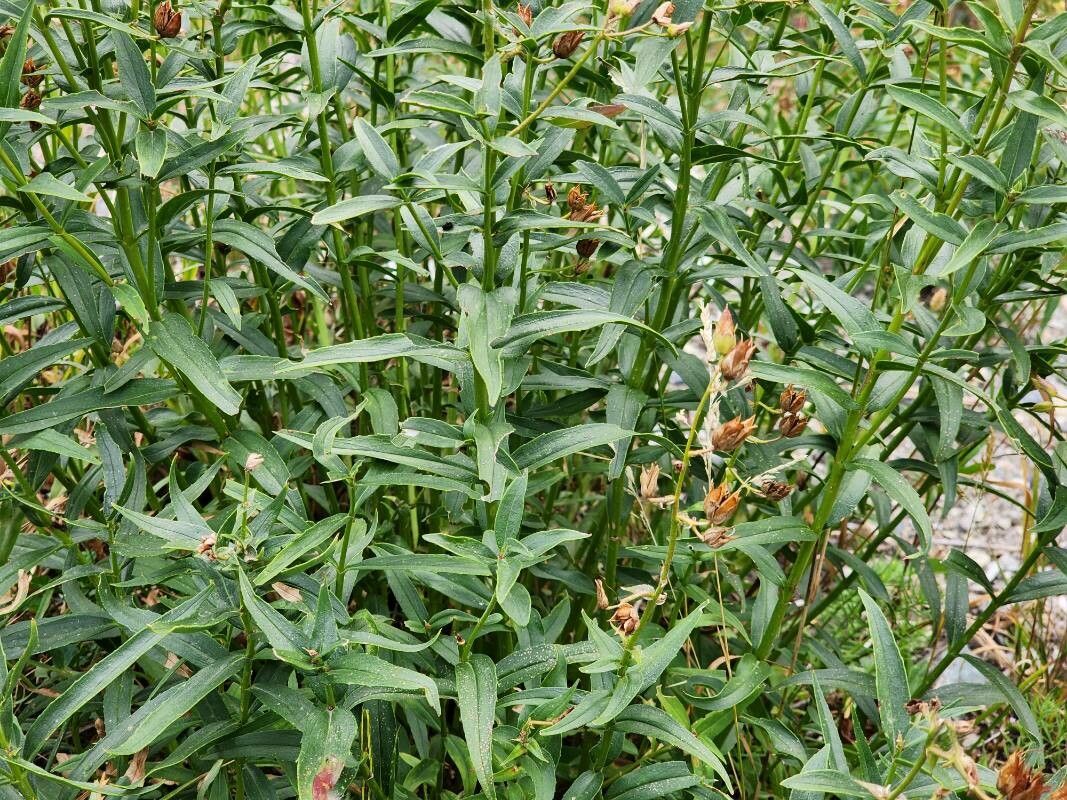 Penstemon lyallii — search result for 'Penstemon'