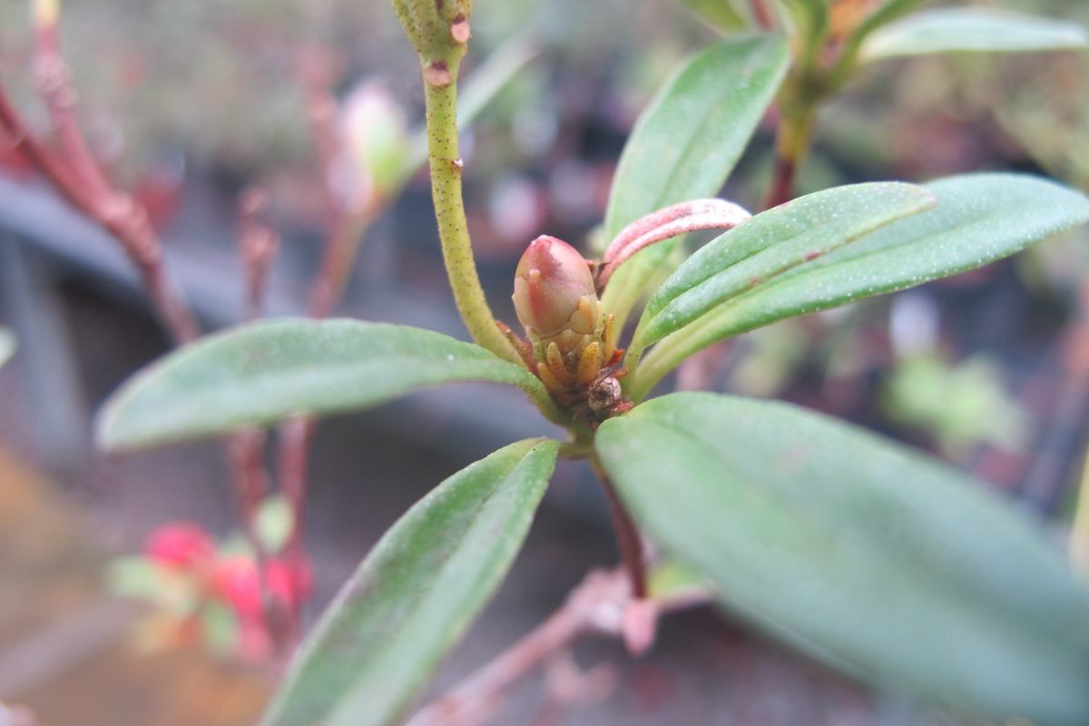 Rhododendron banghamiorum leaf