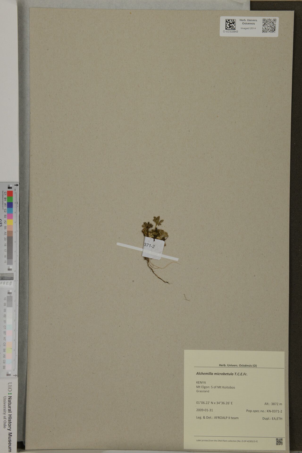 Alchemilla microbetula — houseplant care guide