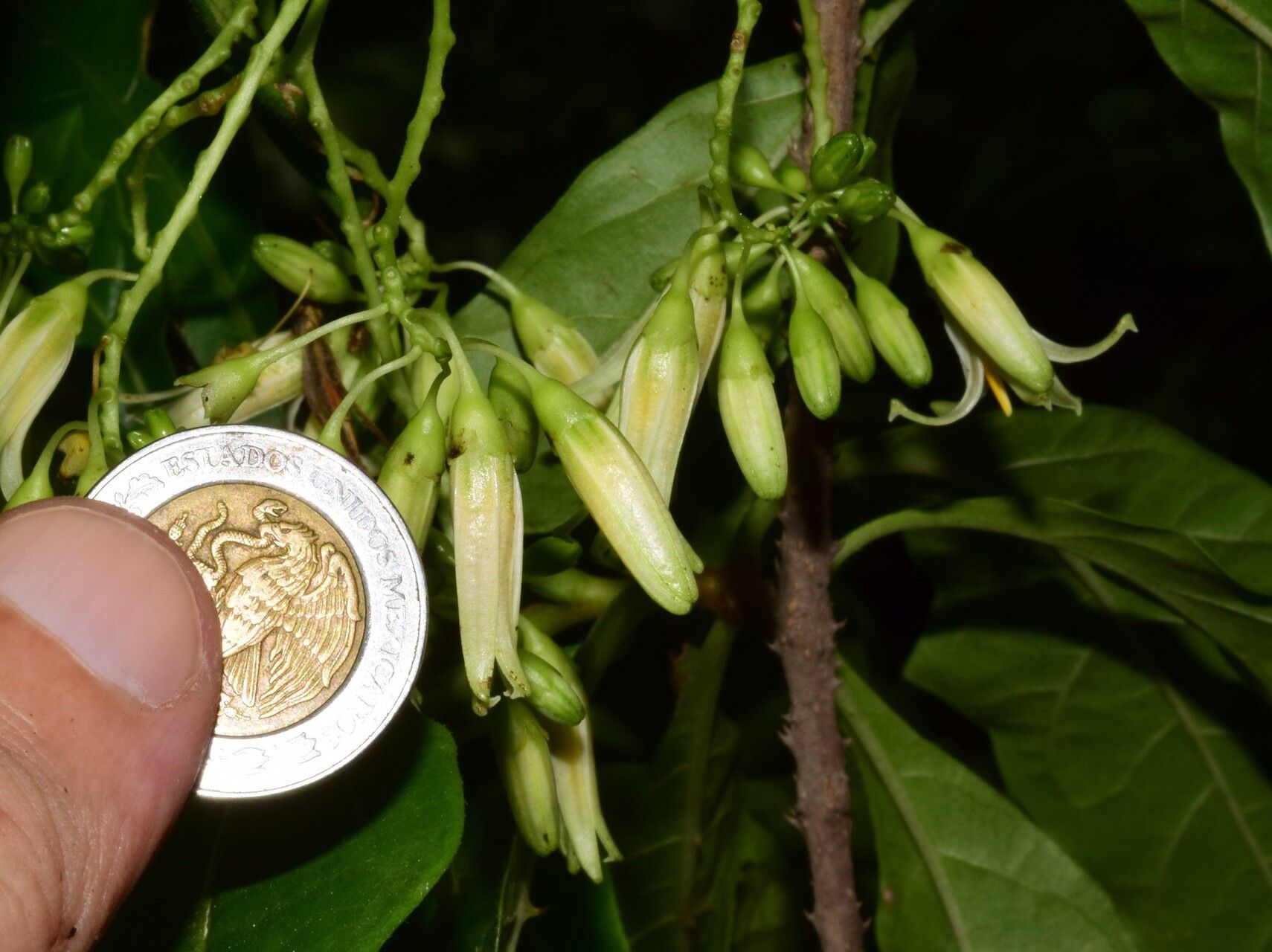 Solanum bicorne flower