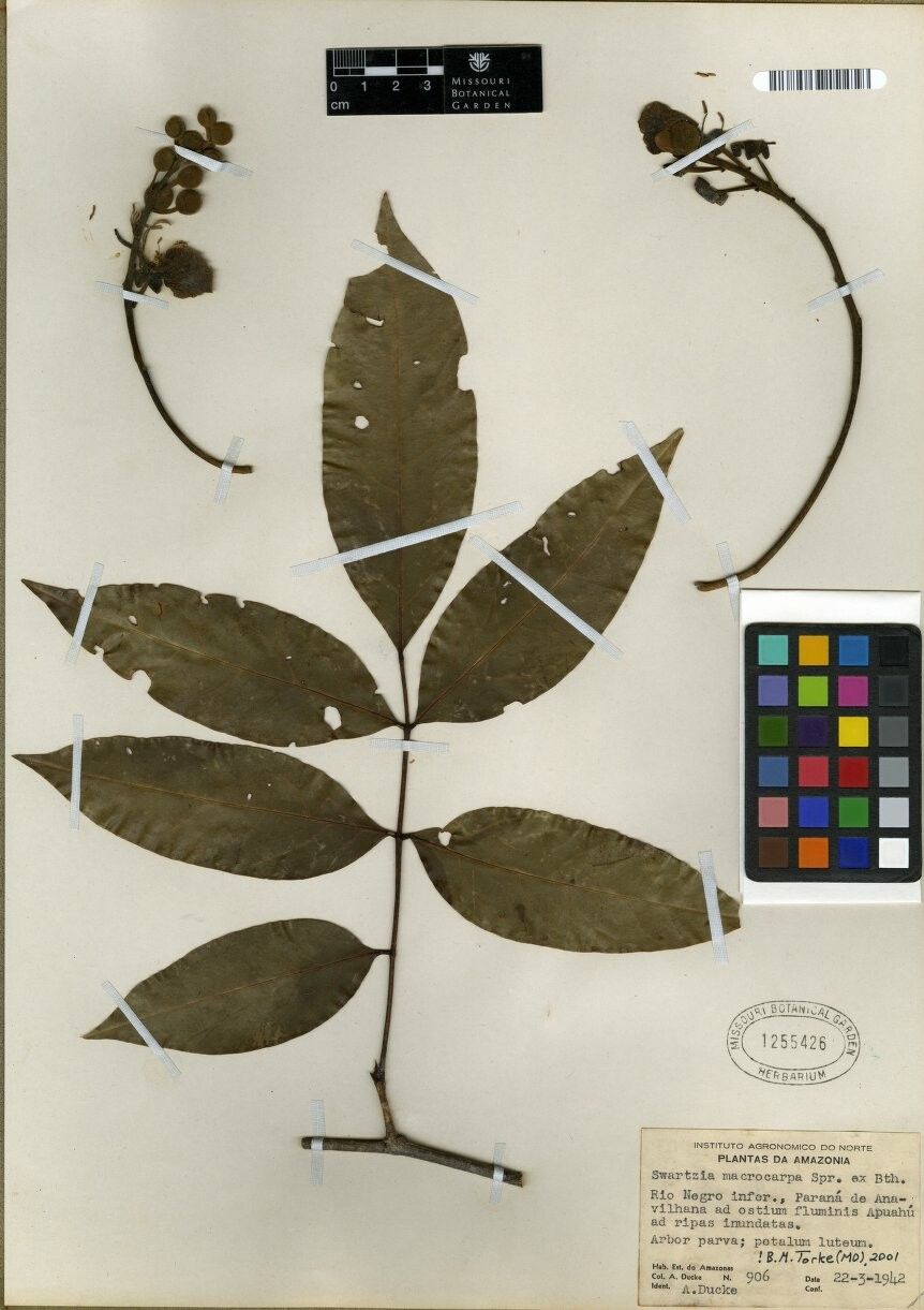 Swartzia macrocarpa — houseplant care guide