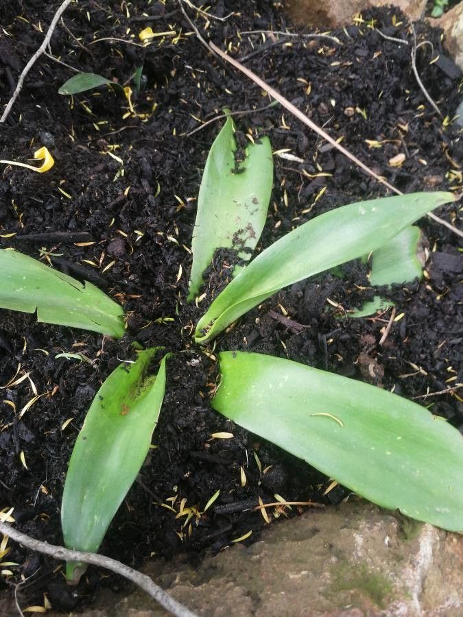 Brunsvigia bosmaniae — search result for 'Amaryllidaceae'