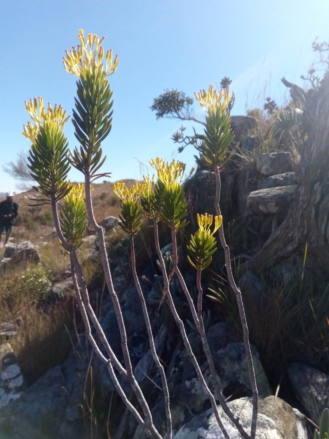 Senecio hildebrandtii habit