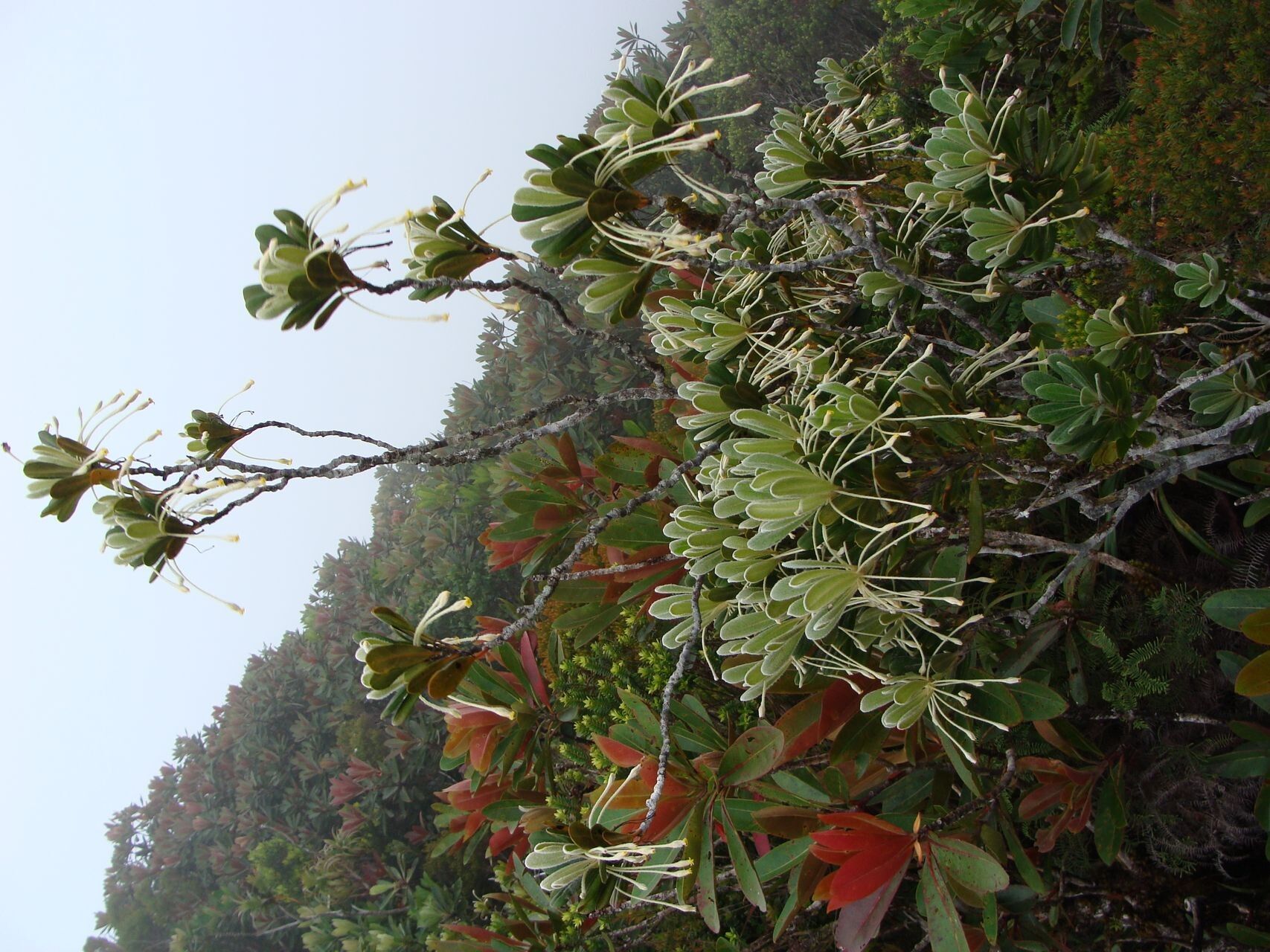 Pittosporum lanipetalum habit