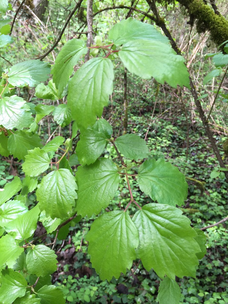 Viburnum ellipticum habit