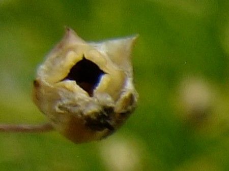 Gypsophila tenuifolia fruit