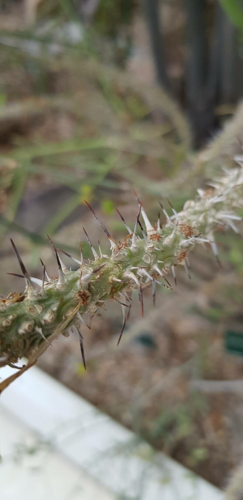 Euphorbia genoudiana bark