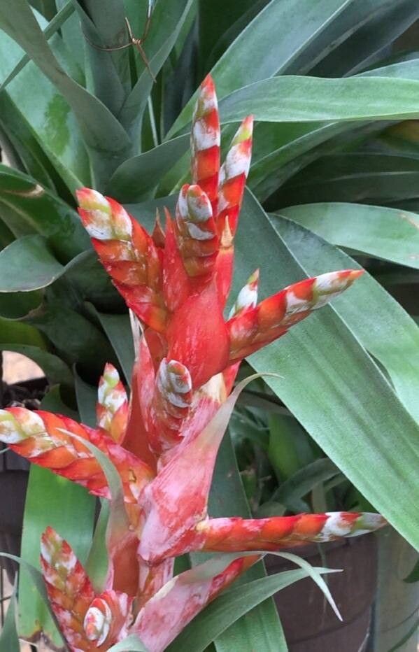 Tillandsia confinis — houseplant care guide