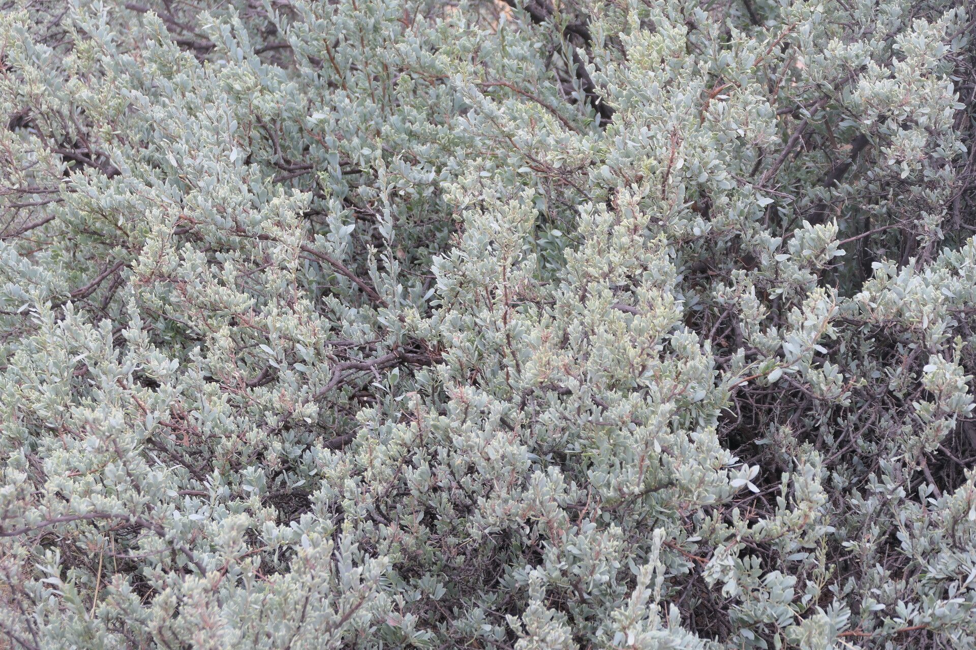 Tetragonia schenkii habit