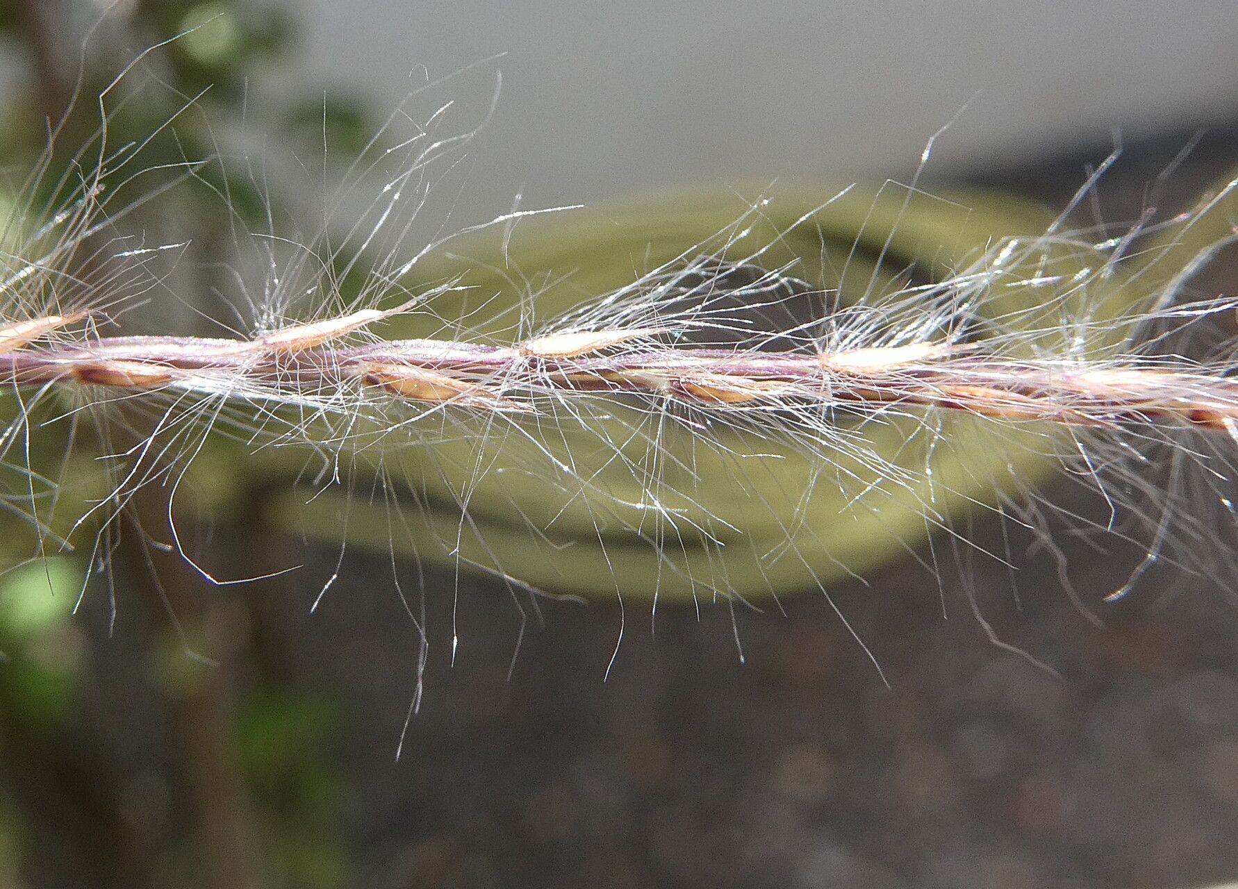Paspalum saccharoides flower
