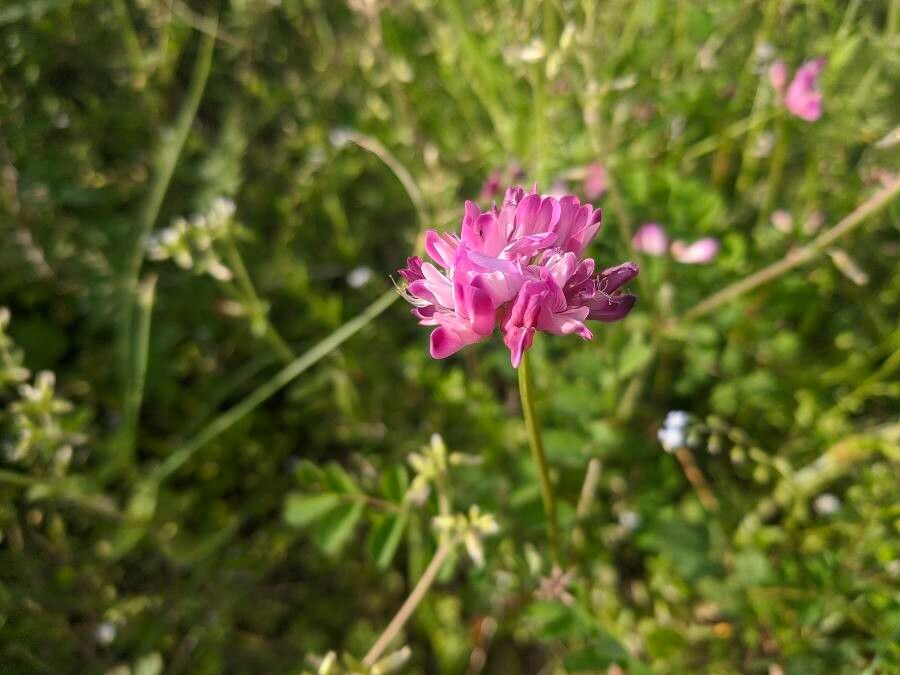 Astragalus sinicus — houseplant care guide