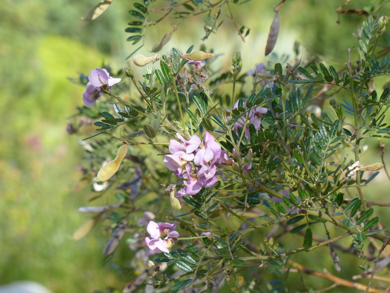 Virgilia divaricata — related species from the same genus