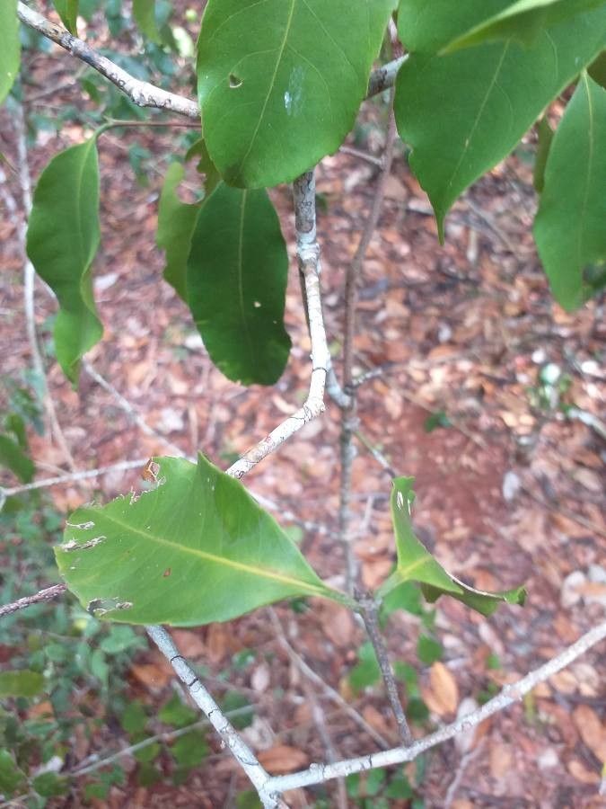 Vepris sansibarensis bark