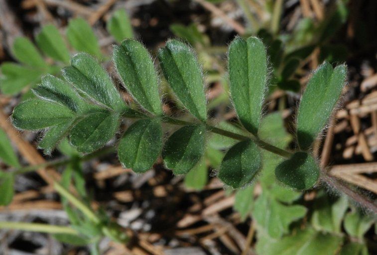Potentilla tilingii leaf