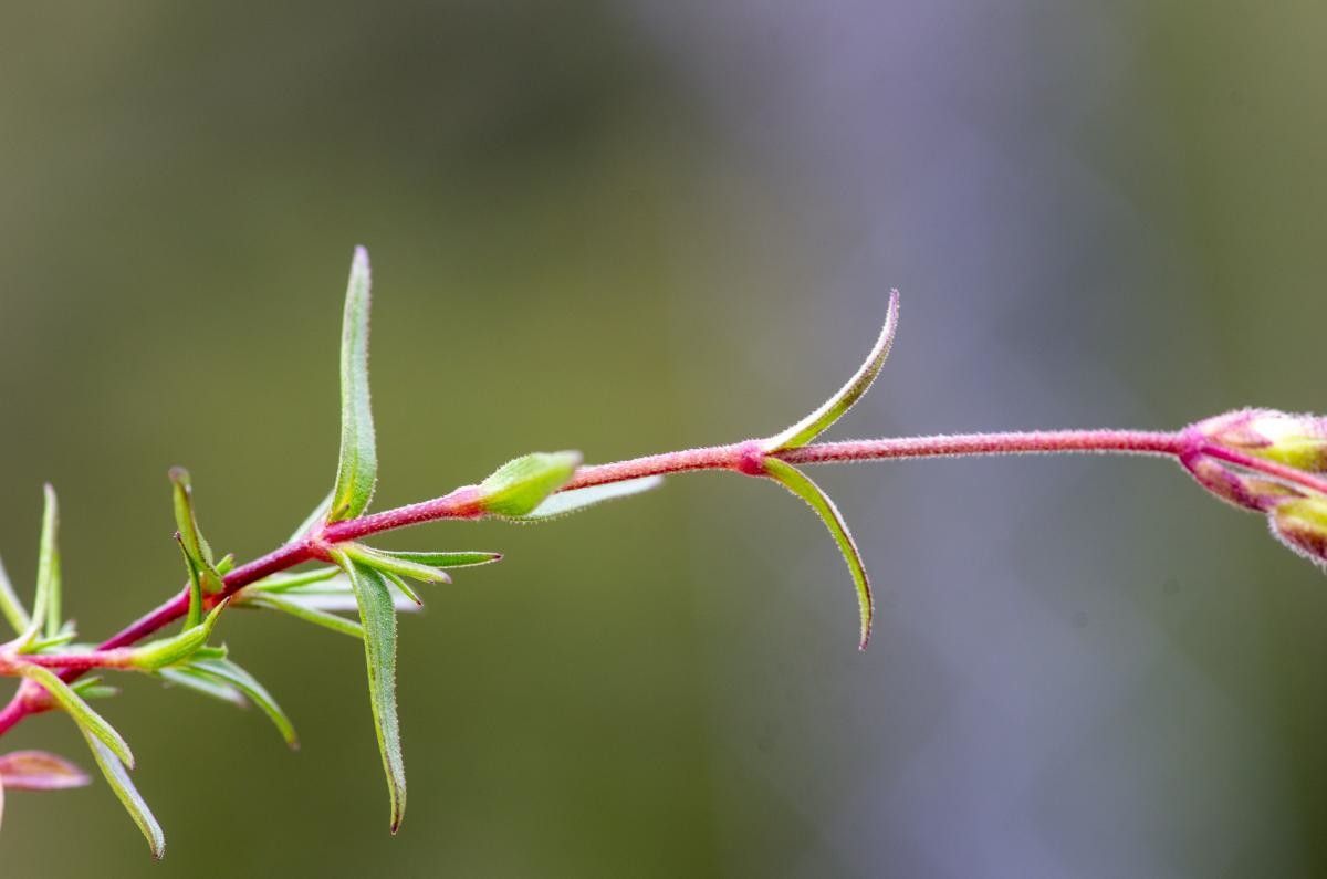 Cerastium stenopetalum leaf