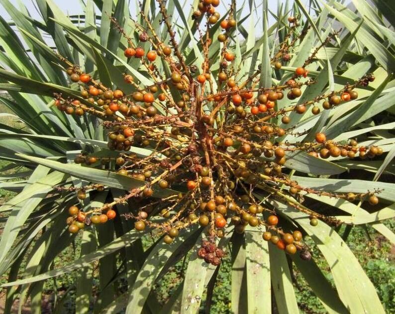 Dracaena caboverdeana fruit