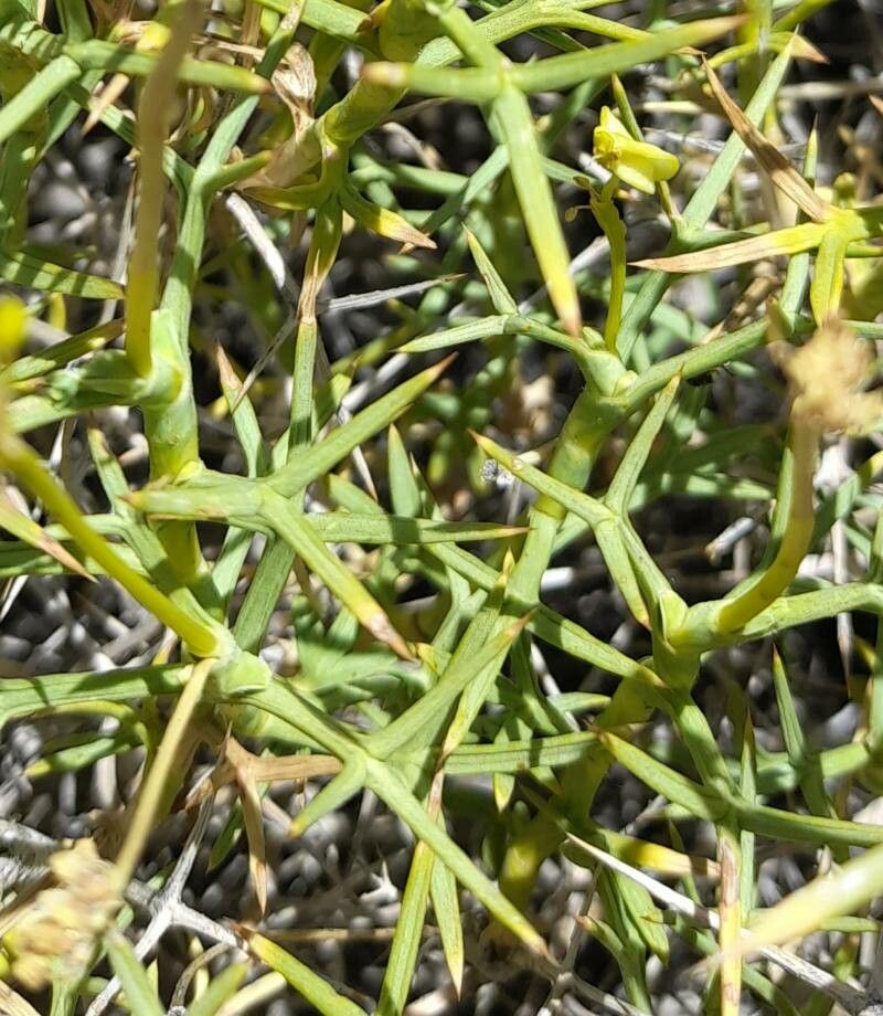 Azorella prolifera — houseplant care guide