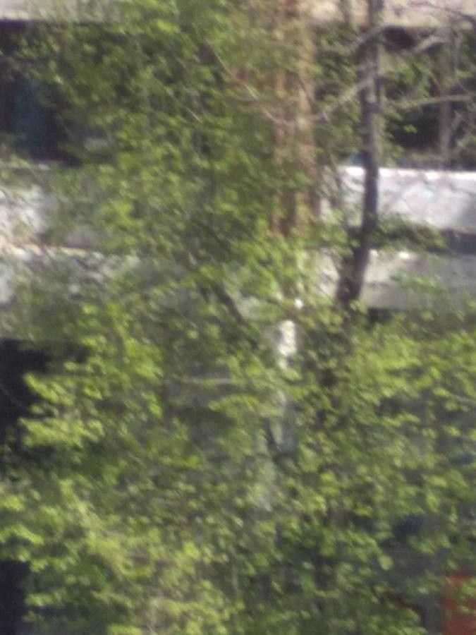 Rhodostemonodaphne elephantopus leaf