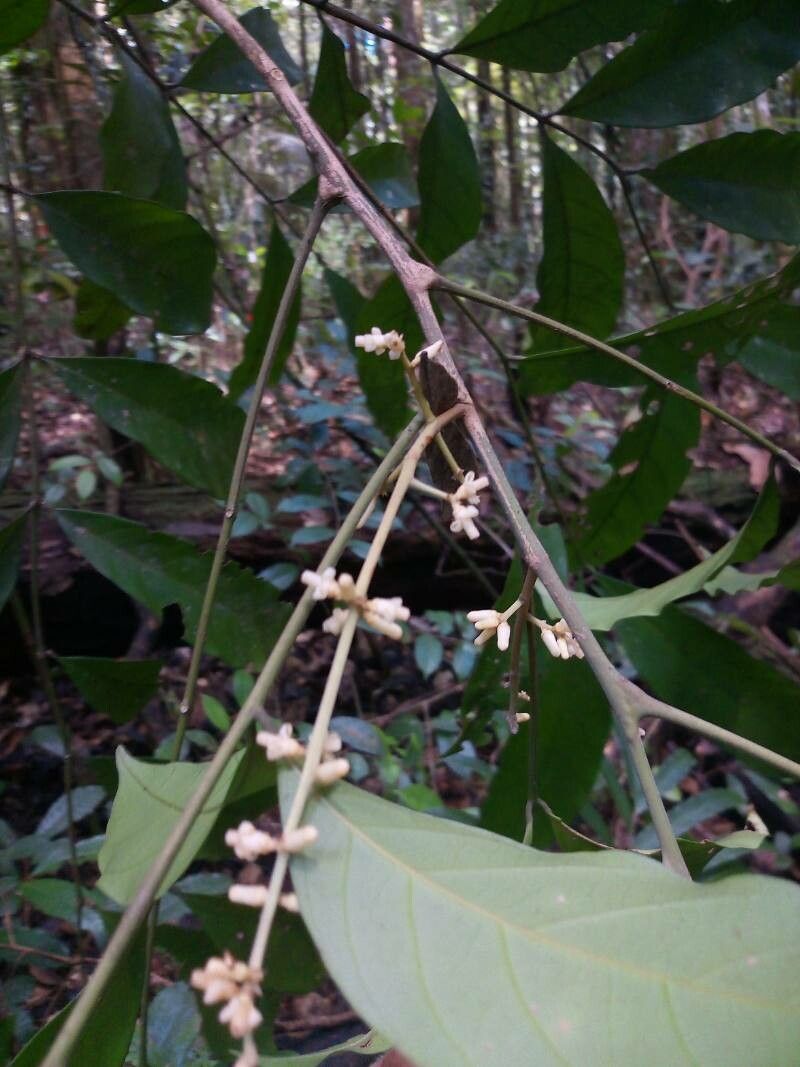 Guarea costata flower