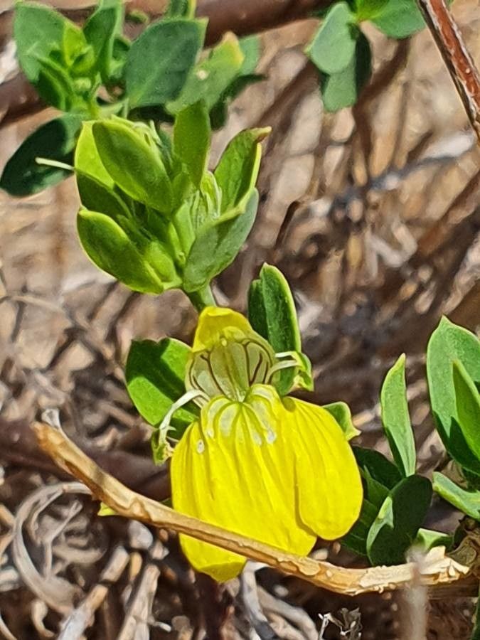 Justicia odora flower
