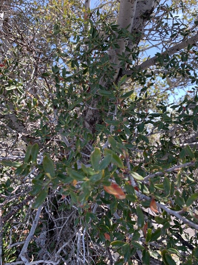 Cercocarpus ledifolius leaf