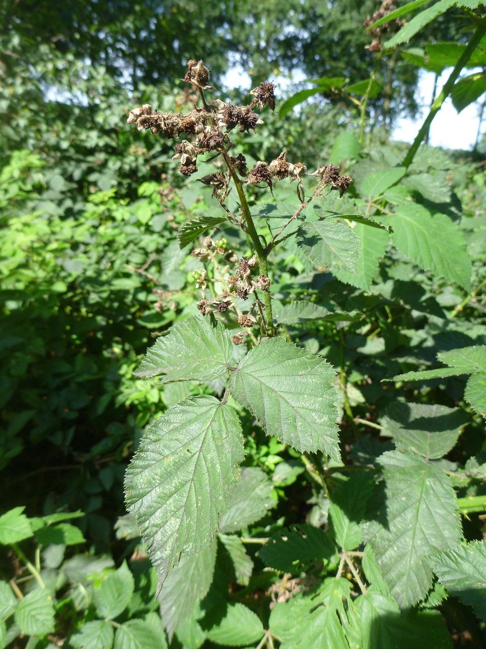Rubus adspersus habit