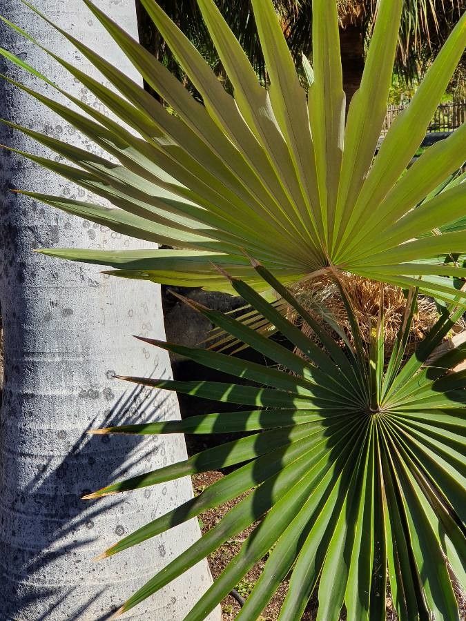 Coccothrinax borhidiana leaf
