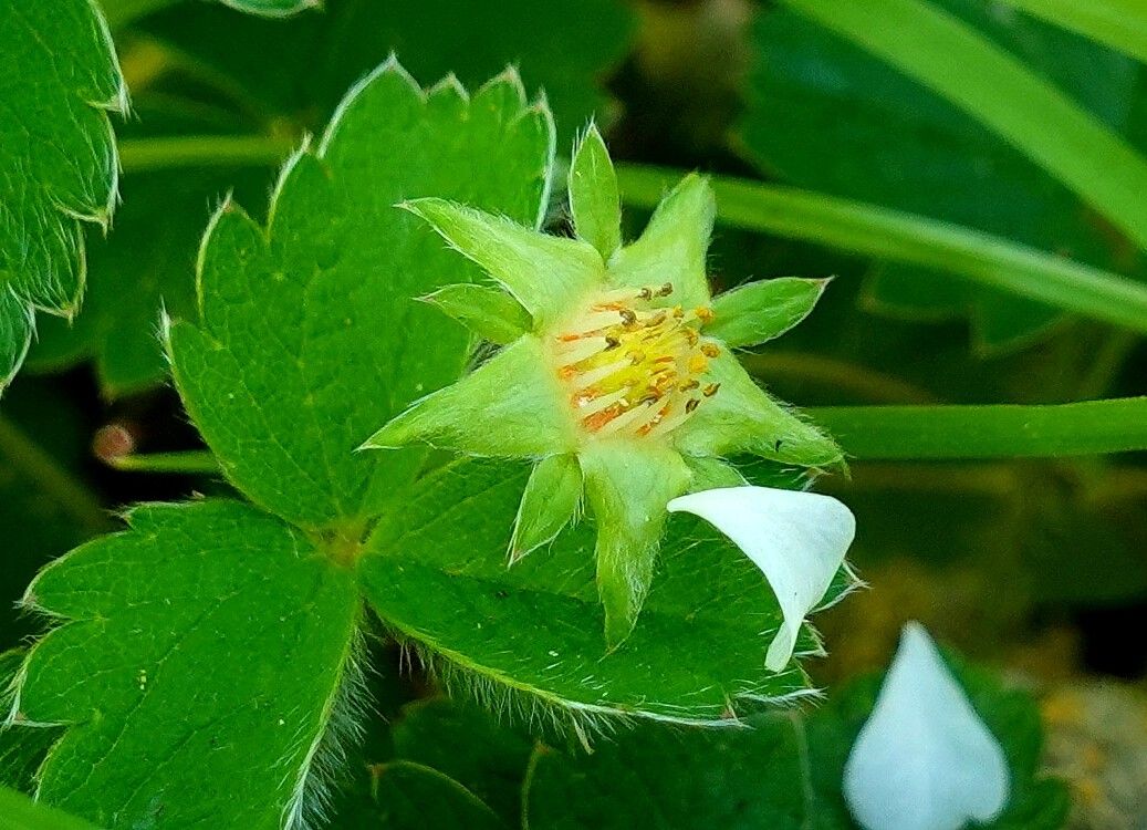 Potentilla sterilis fruit