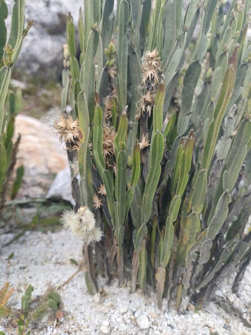 Baccharis genistelloides — search result for 'Baccharis'