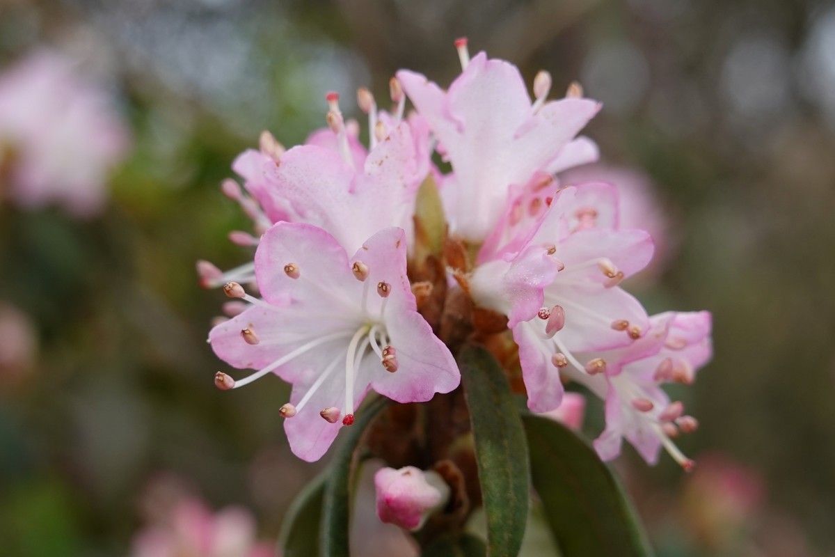 Rhododendron hemitrichotum flower