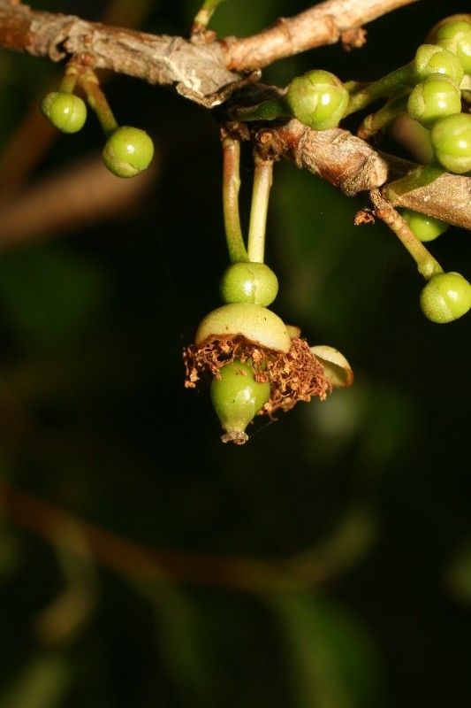 Aphloia theiformis flower