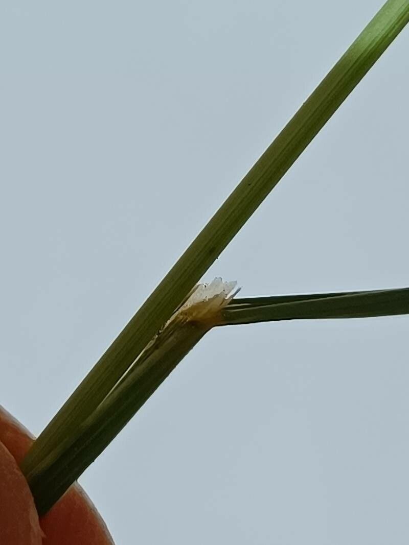 Bromus racemosus — search result for 'Iceland'