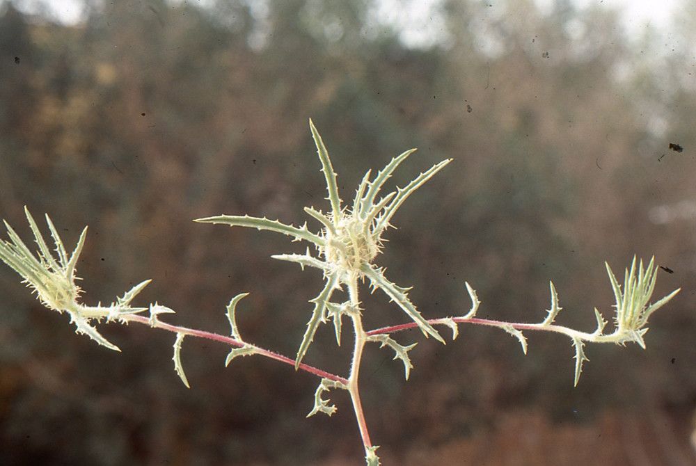 Atractylis carduus habit