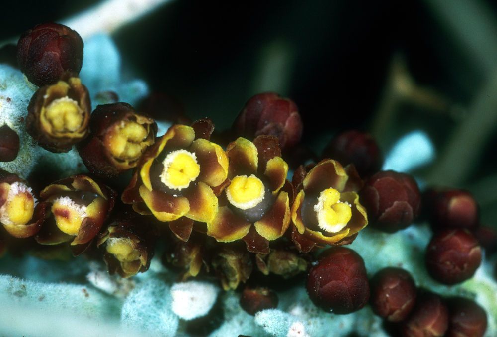 Pilostyles thurberi — houseplant care guide