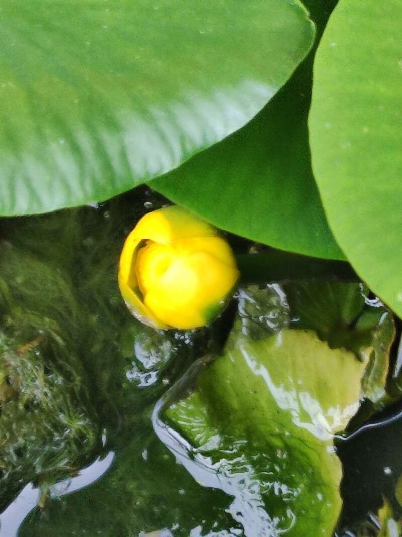 Nuphar pumila flower