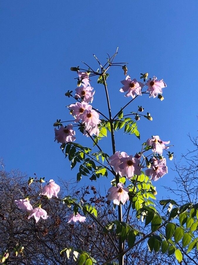 Dahlia imperialis flower