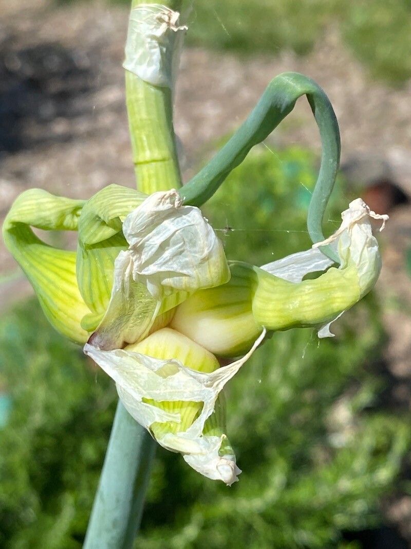 Allium × proliferum fruit